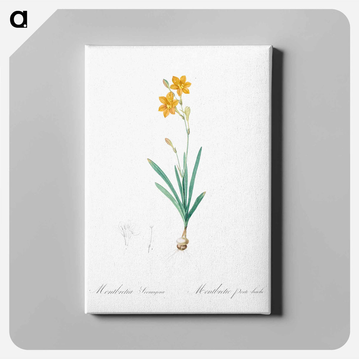 Coppertips - Pierre Joseph Redouté Canvas.