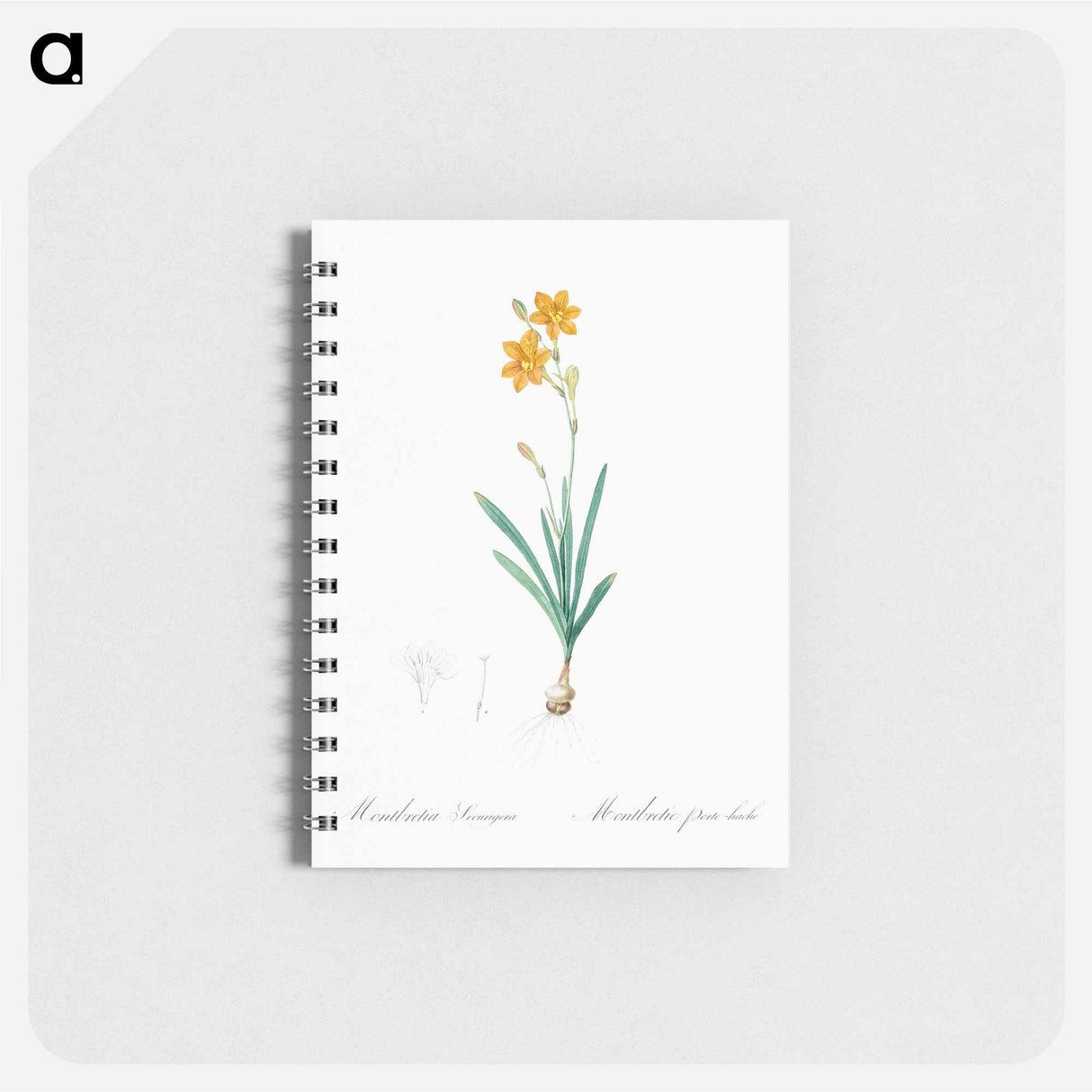 Coppertips - ピエール ジョゼフ ルドゥーテ Memo.