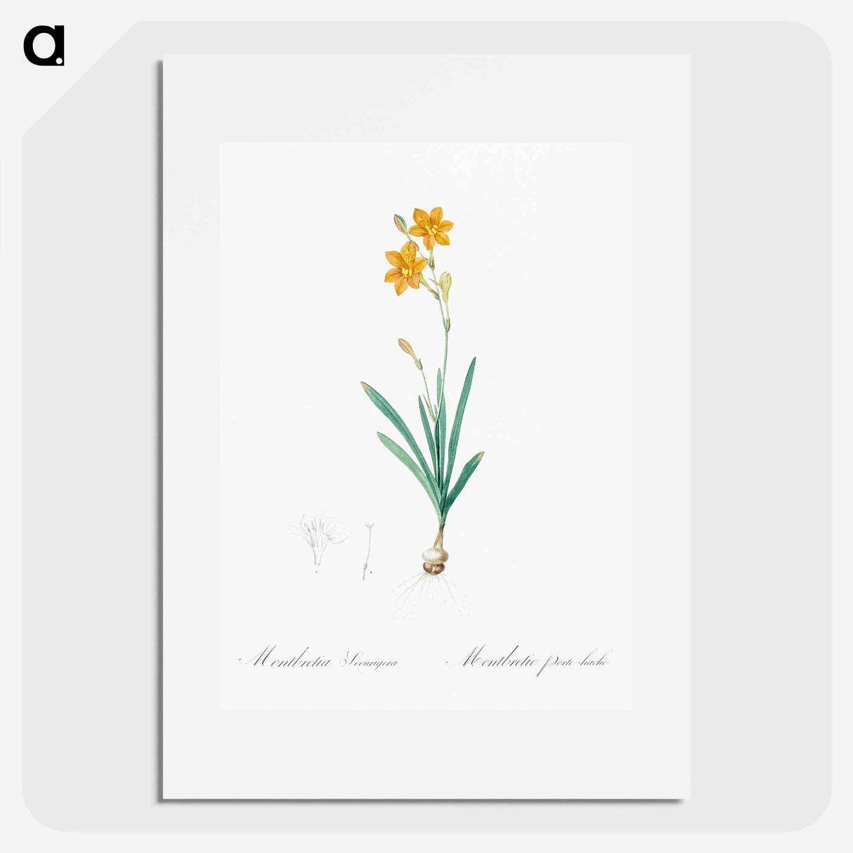 Coppertips - ピエール ジョゼフ ルドゥーテ Poster.