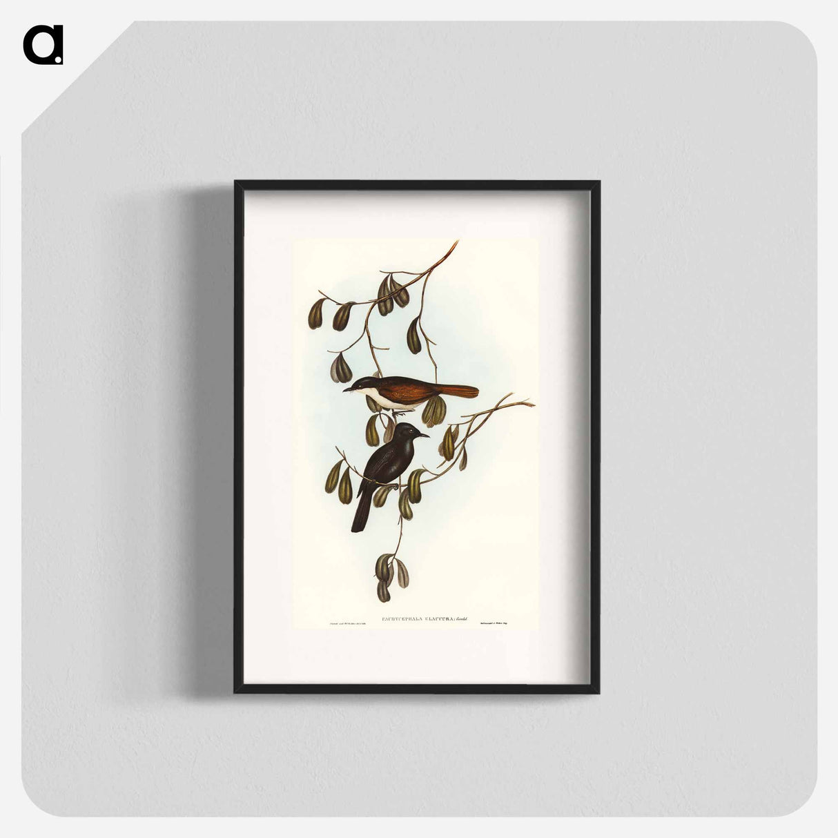 アートポスター-Grey-tailed Pachycephala
- オーストラリアの鳥 Poster.