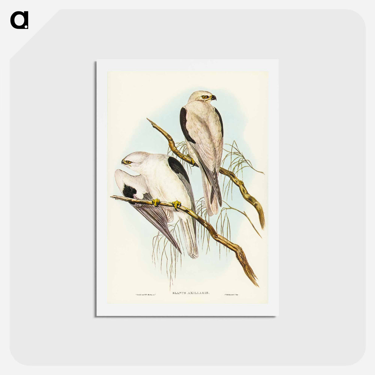 アートポストカード-Square-tailed Kite
- ジョン グールド Postcard.