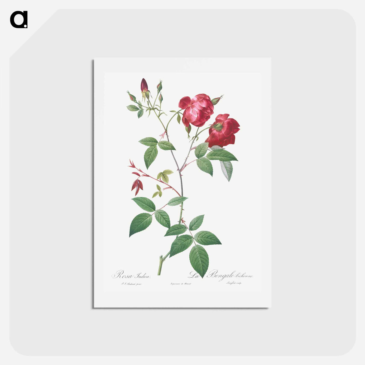 アートポストカード-Velvet China Rose - ピエール ジョゼフ ルドゥーテ Postcard.