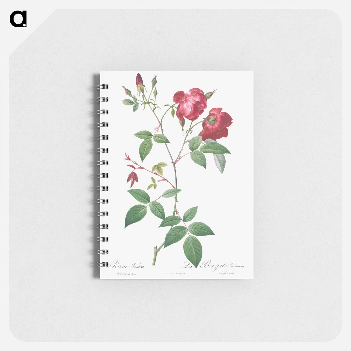 Velvet China Rose - ピエール ジョゼフ ルドゥーテ Memo.