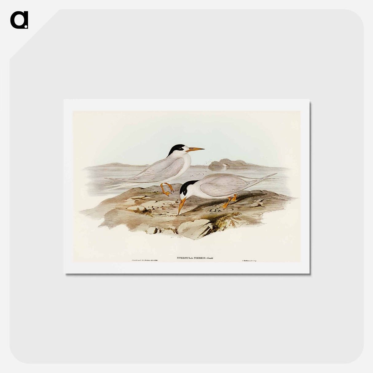 アートポストカード-Australian Little Tern
- オーストラリアの鳥 Postcard.