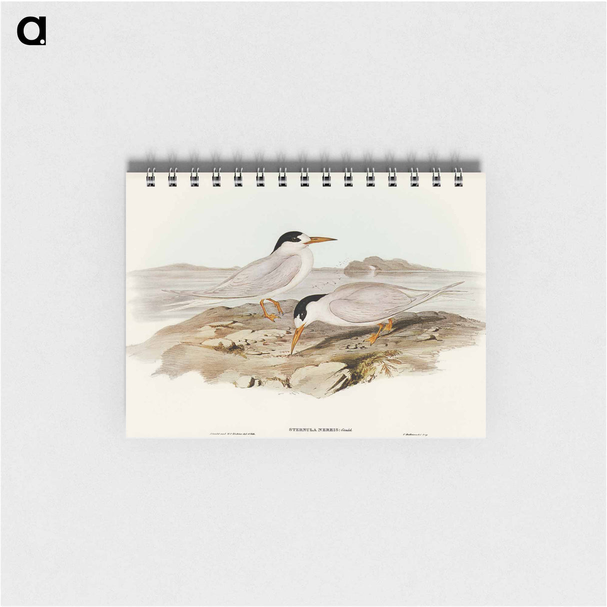 アートメモ帳-Australian Little Tern
- オーストラリアの鳥 Memo.
