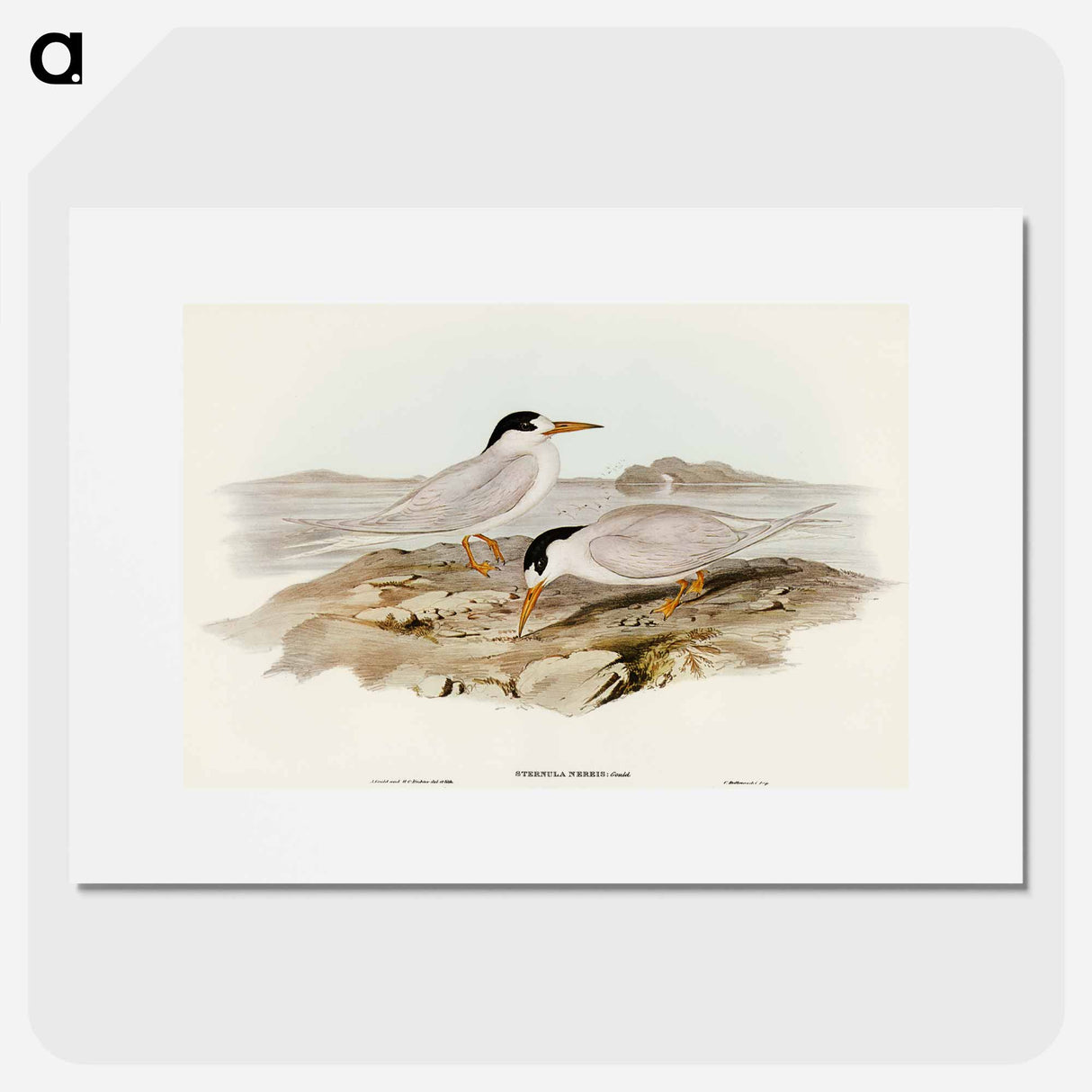 アートポスター-Australian Little Tern
- オーストラリアの鳥 Poster.
