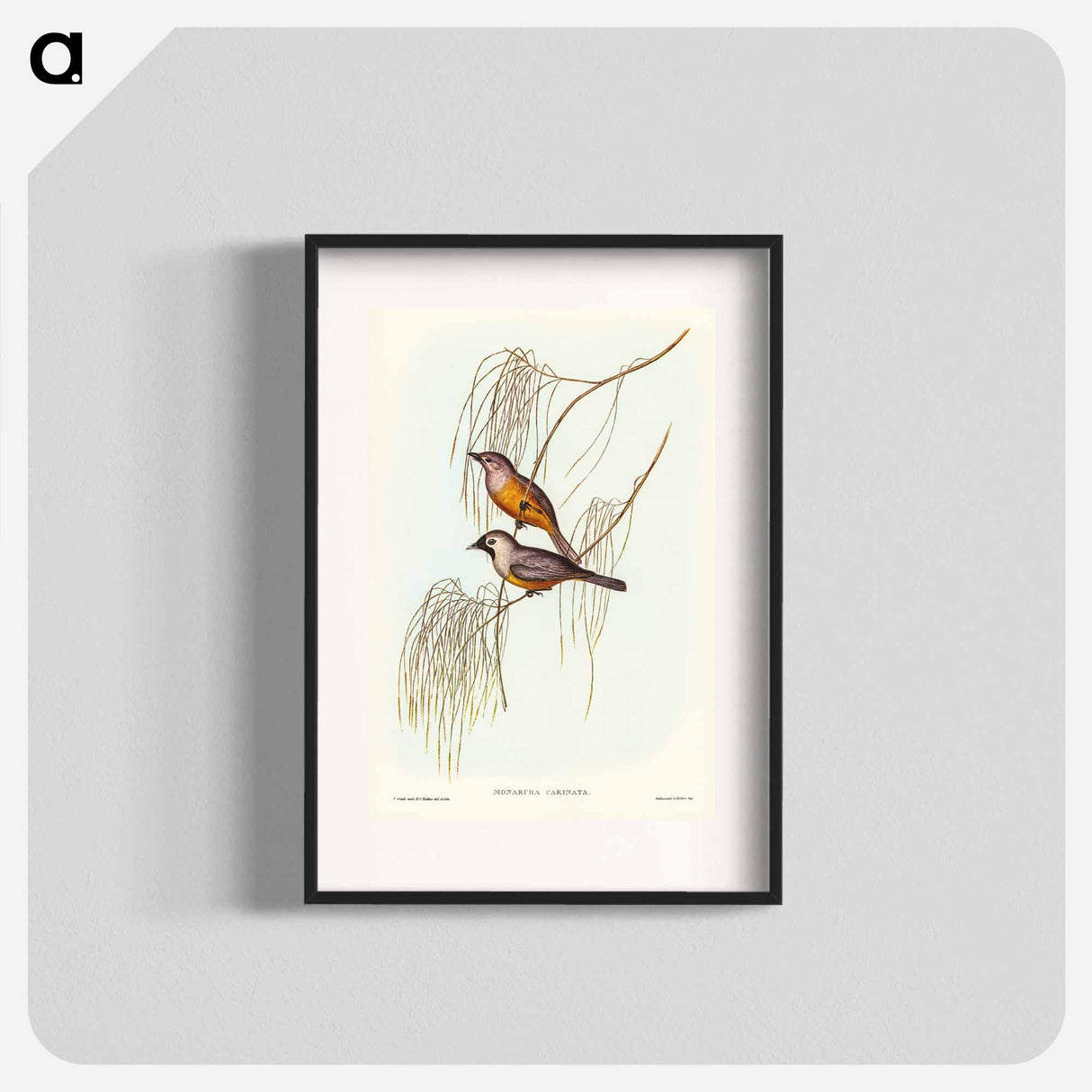 アートポスター-Carinated Flycatcher
- ジョン グールド Poster.