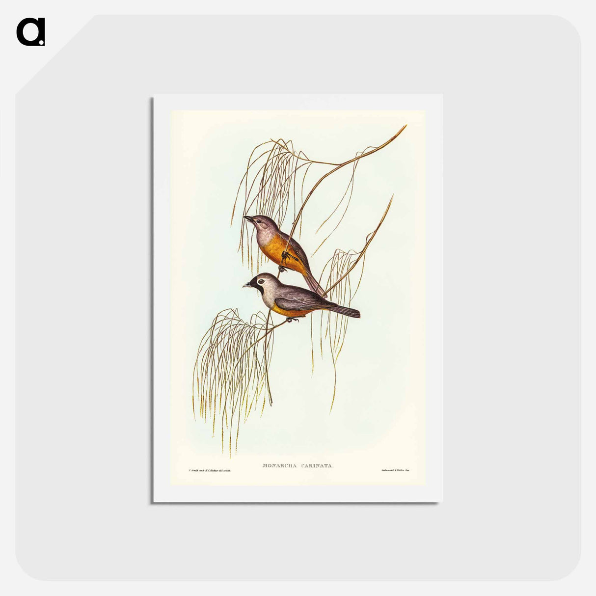 アートポストカード-Carinated Flycatcher
- ジョン グールド Postcard.
