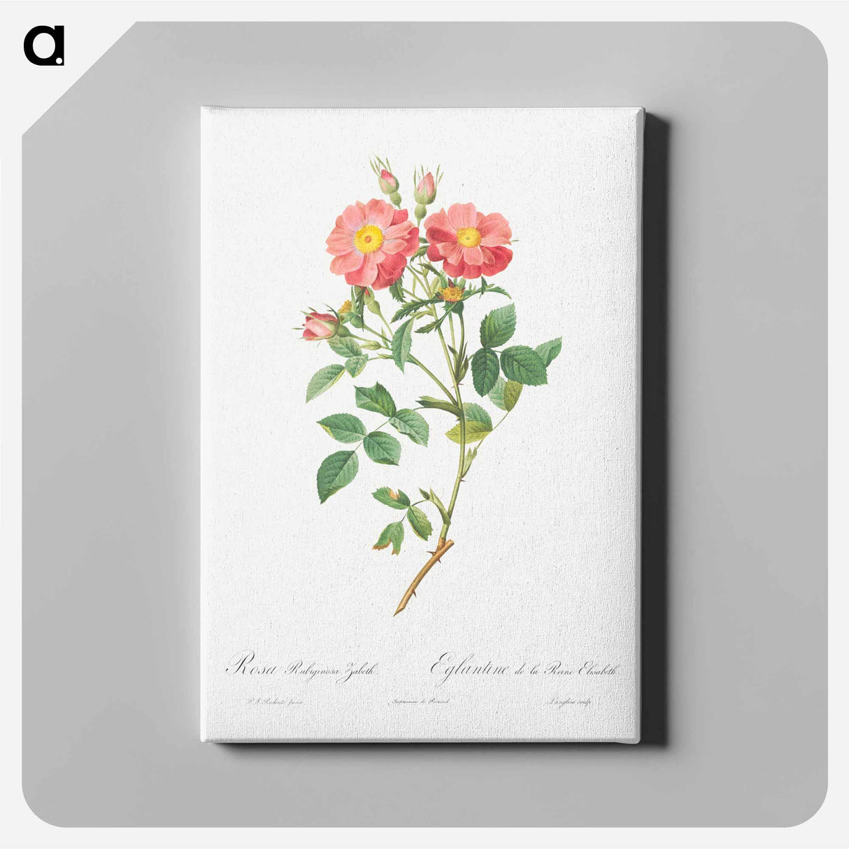 Queen Elizabeth's Sweetbriar, Rosehip of Queen Elizabeth - Pierre Joseph Redouté Canvas.