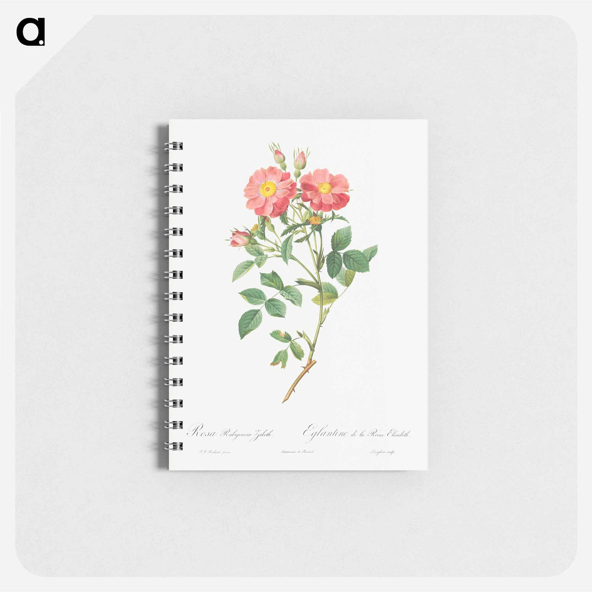 Queen Elizabeth's Sweetbriar, Rosehip of Queen Elizabeth - ピエール ジョゼフ ルドゥーテ Memo.