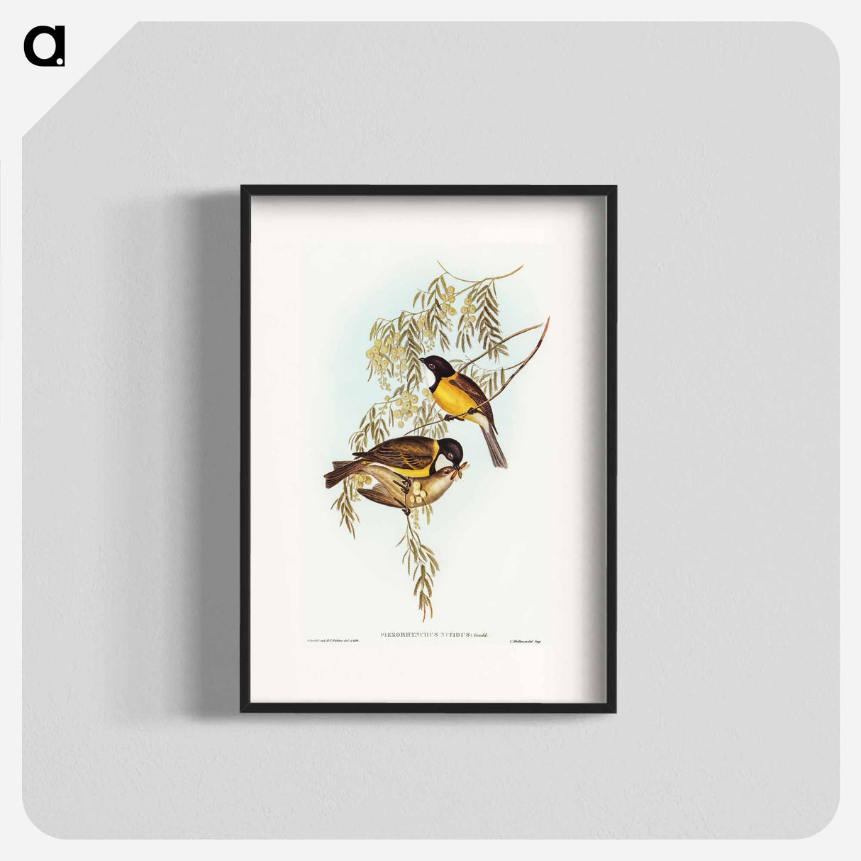 Blue Shining Flycatcher
- オーストラリアの鳥 Poster.