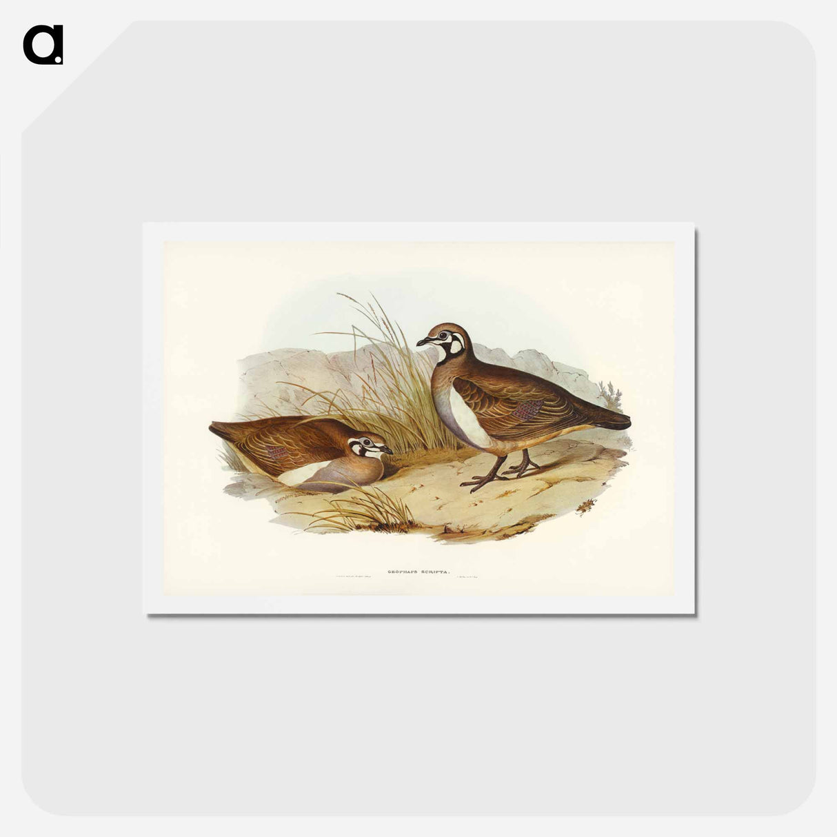 アートポストカード-Partridge Bronze-wing
- ジョン グールド Postcard.