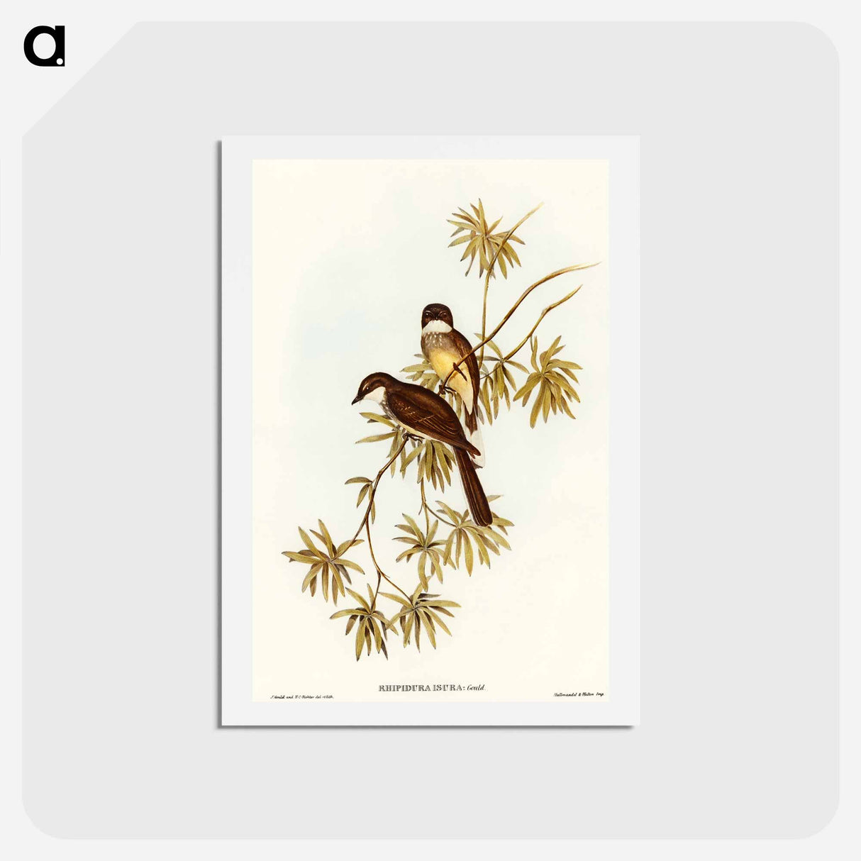 アートポストカード-Northern Fantail
- オーストラリアの鳥 Postcard.