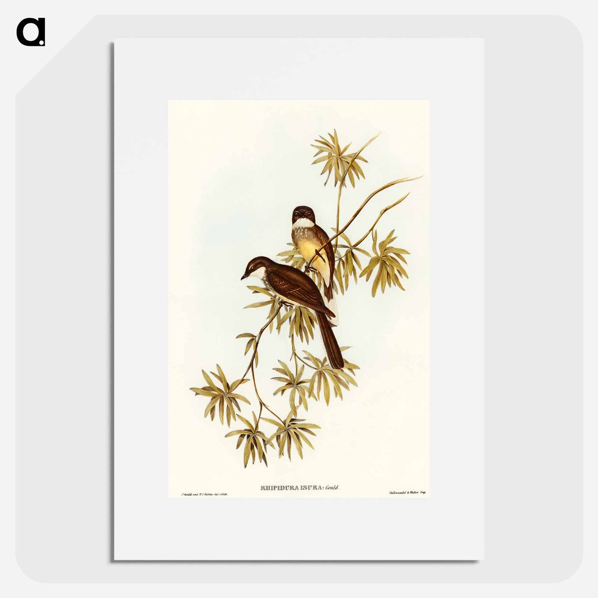 Northern Fantail
- オーストラリアの鳥 Poster.