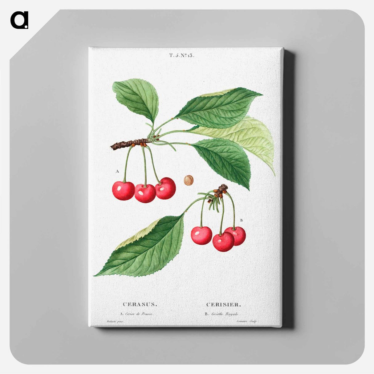アートパネル-Cherry, Cerasus - ピエール ジョゼフ ルドゥーテ Canvas.