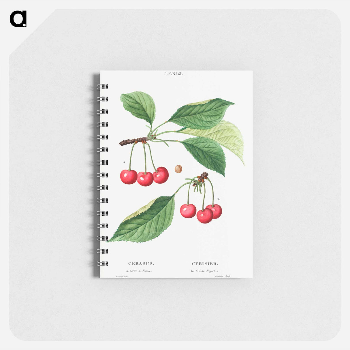 アートメモ帳-Cherry, Cerasus - ピエール ジョゼフ ルドゥーテ Memo.