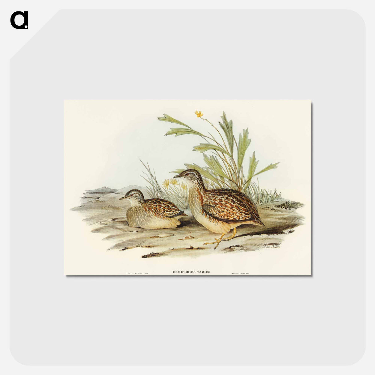 アートポストカード-Varied Hemipode
- オーストラリアの鳥 Postcard.