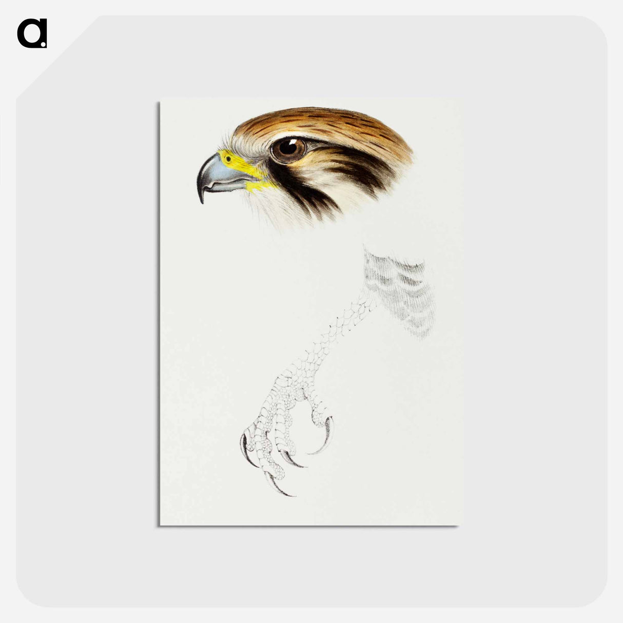 アートポストカード-Brown Hawk
- ジョン グールド Postcard.