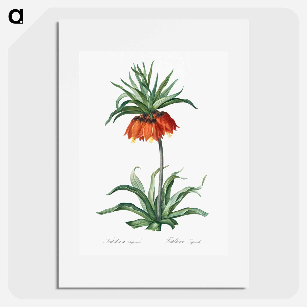 Fritillaries - Pierre Joseph Redouté Poster.