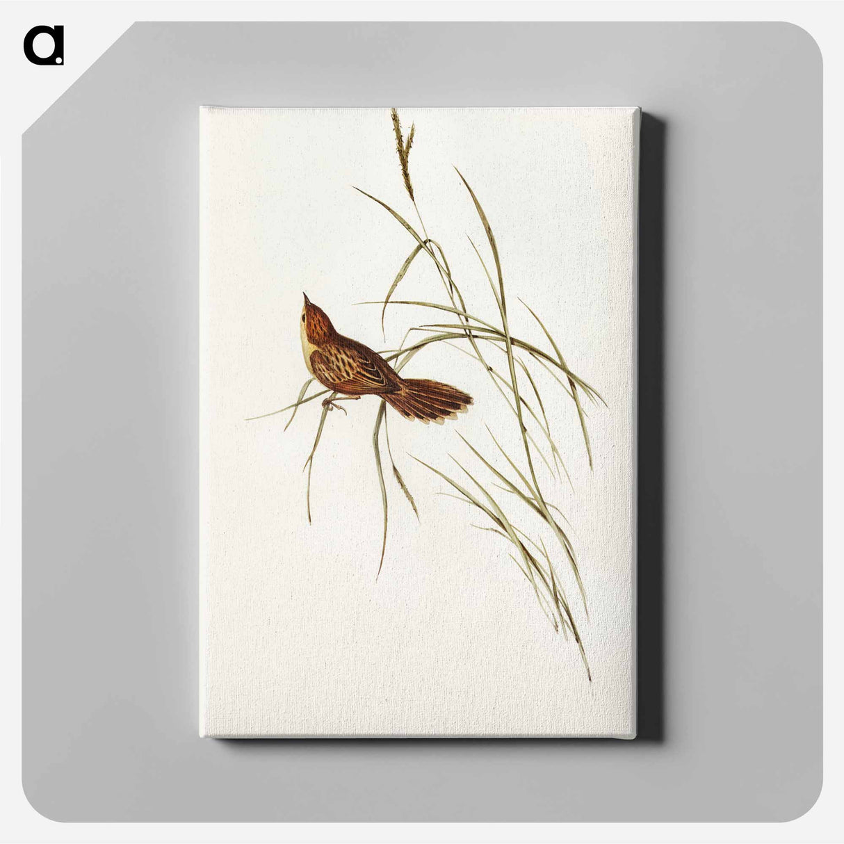 Great Warbler
- オーストラリアの鳥 Canvas.