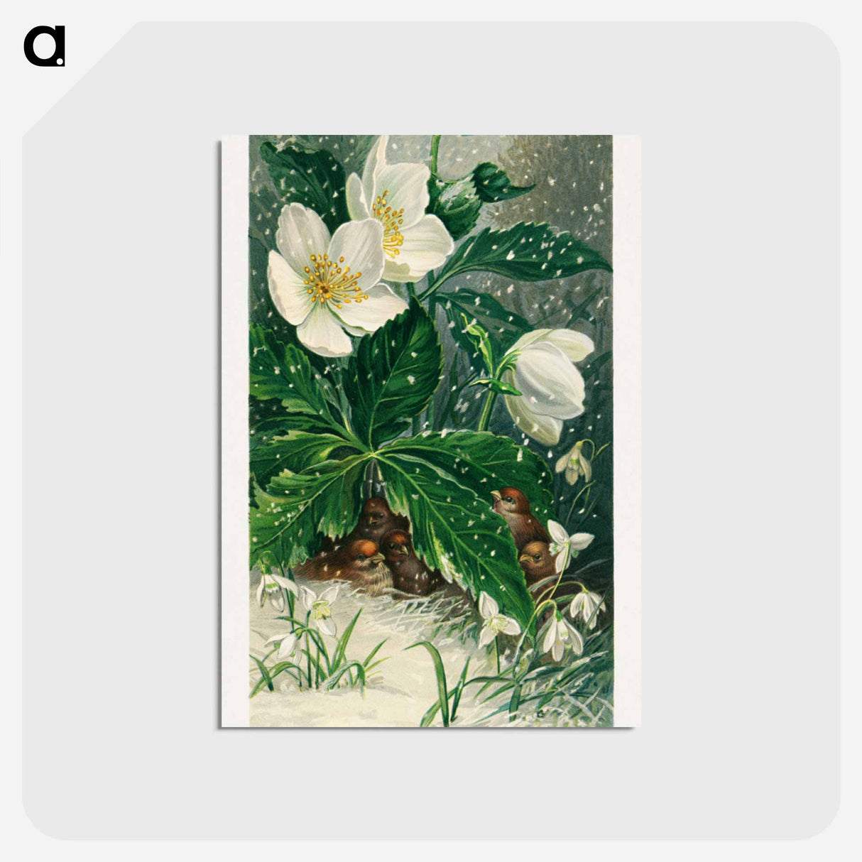 アートポストカード-Birds and Winter Flowers
- ボストン公共図書館 Postcard.