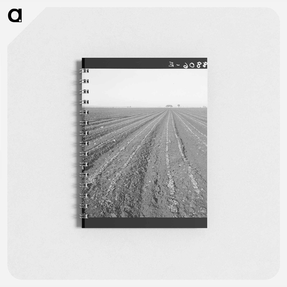 Untitled photo - ドロテア ラング Memo.