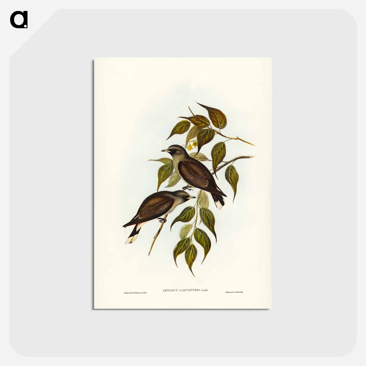 アートポストカード-White-vented Wood Swallow
- ジョン グールド Postcard.