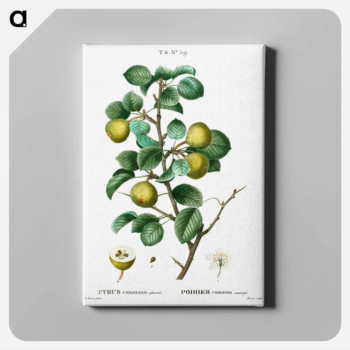 Pear (Pyrus communis) - Pierre Joseph Redouté Canvas.