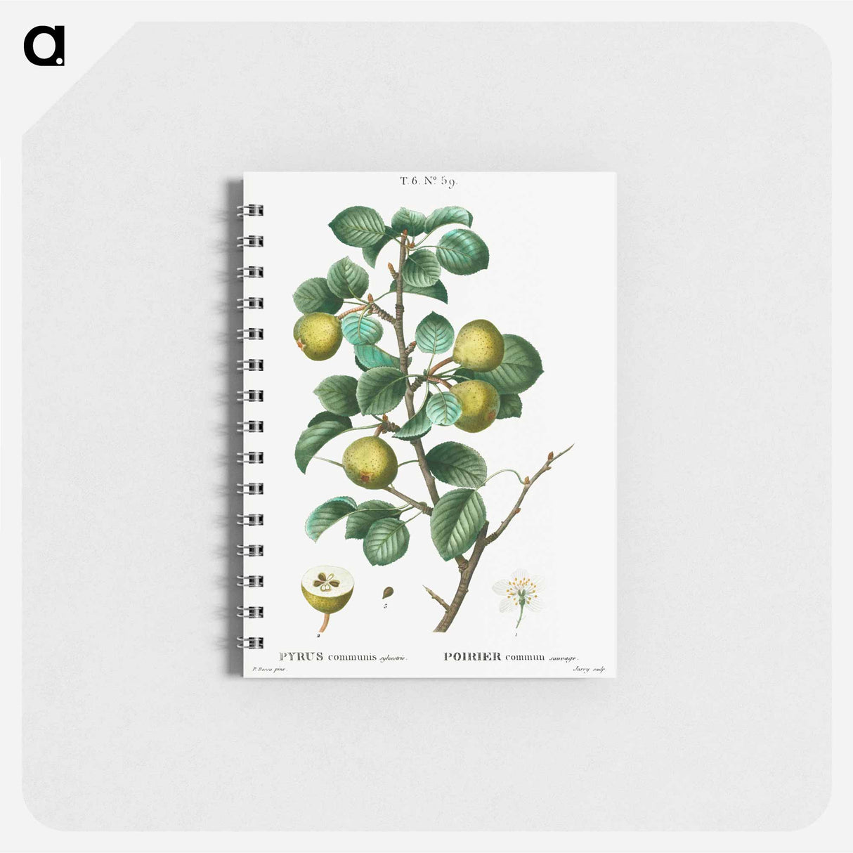 Pear (Pyrus communis) - ピエール ジョゼフ ルドゥーテ Memo.