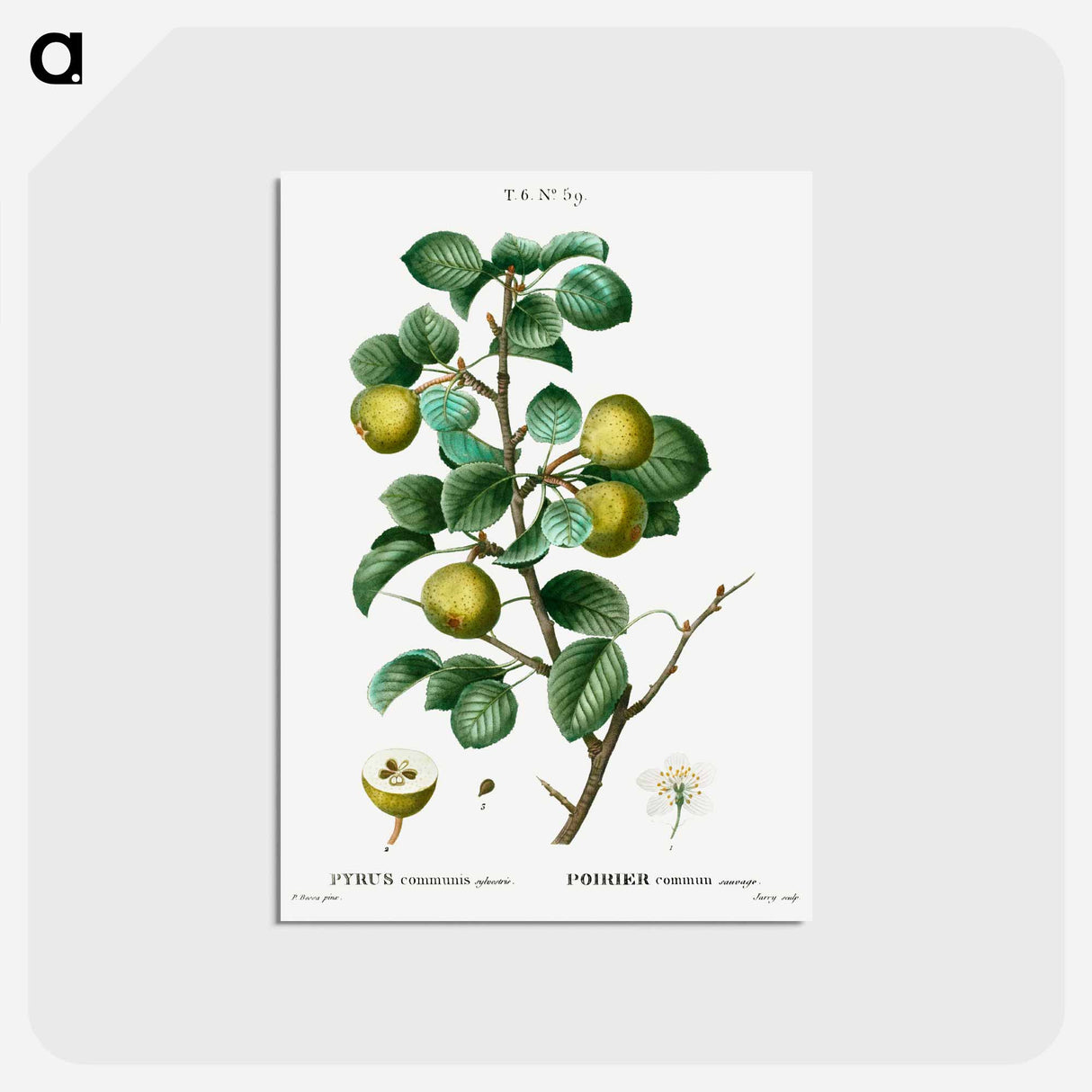 アートポストカード-Pear (Pyrus communis) - ピエール ジョゼフ ルドゥーテ Postcard.
