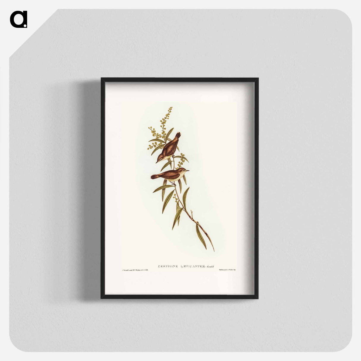 Buff-breasted Gerygone
- オーストラリアの鳥 Poster.