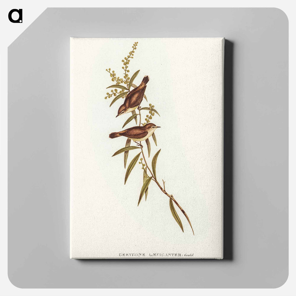 Buff-breasted Gerygone
- オーストラリアの鳥 Canvas.