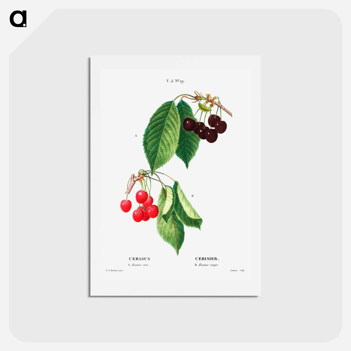 アートポストカード-Cherry (Cerasus) - ピエール ジョゼフ ルドゥーテ Postcard.
