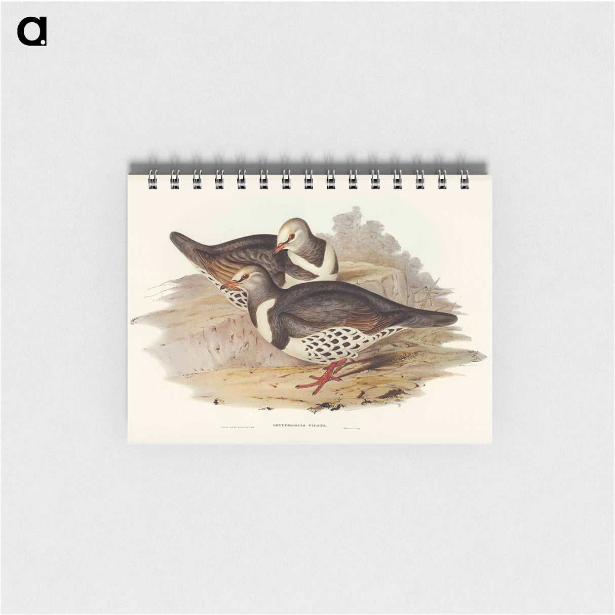 アートメモ帳-Wonga-wonga Pigeon
- オーストラリアの鳥 Memo.