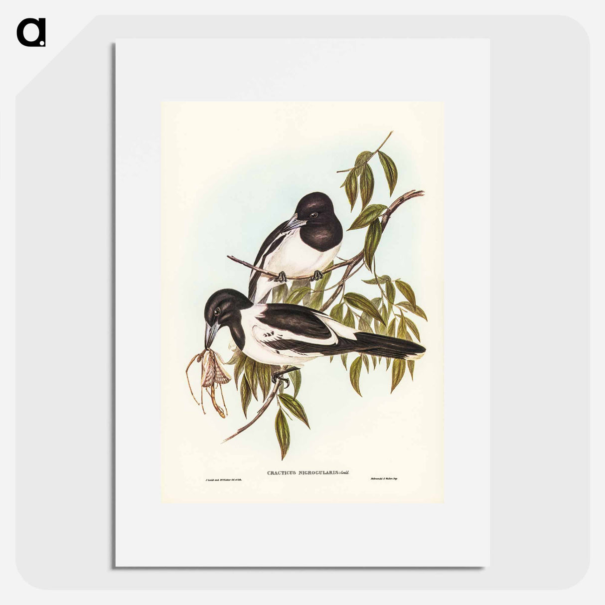 アートポスター-Black-throated Crow-Shrike
- ジョン グールド Poster.