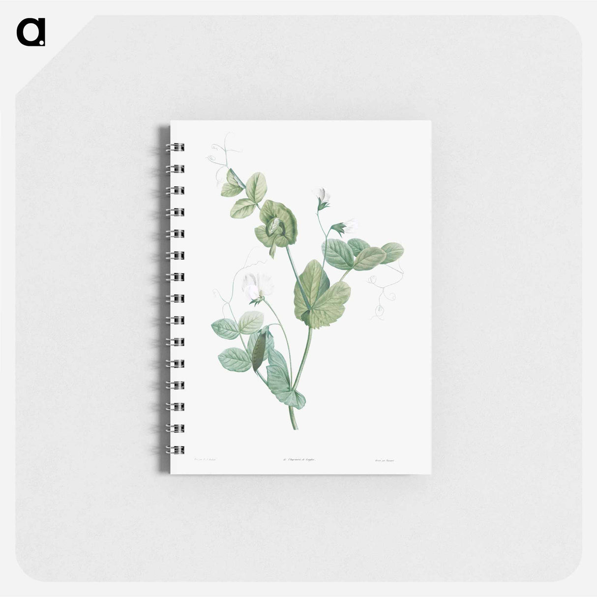 White lolliradio pea flower - ピエール ジョゼフ ルドゥーテ Memo.