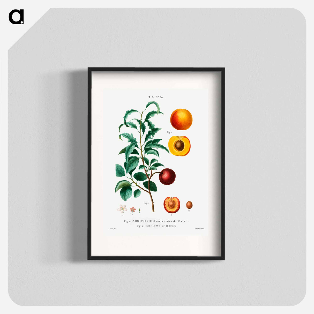 Inside part of apricot - Pierre Joseph Redouté Poster.