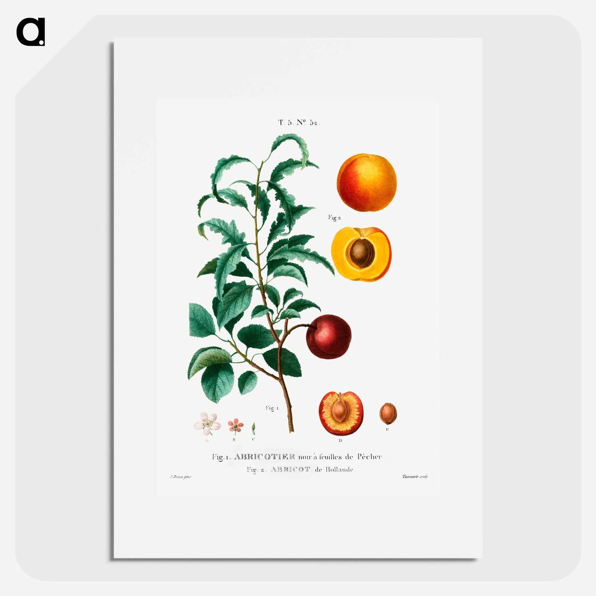 Inside part of apricot - Pierre Joseph Redouté Poster.
