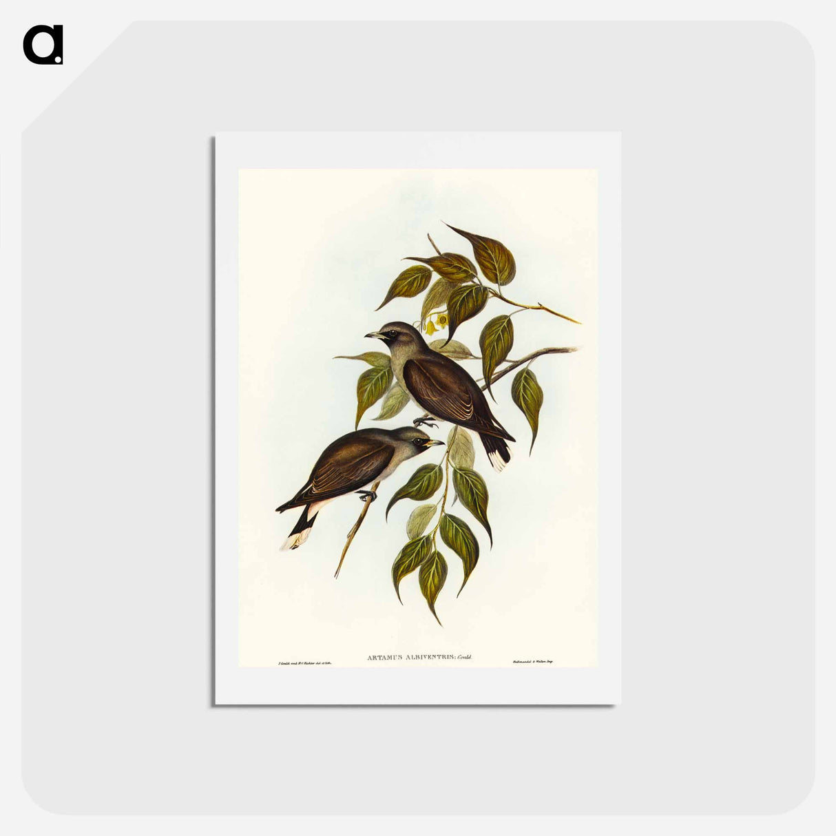 アートポストカード-White-vented Wood Swallow
- オーストラリアの鳥 Postcard.