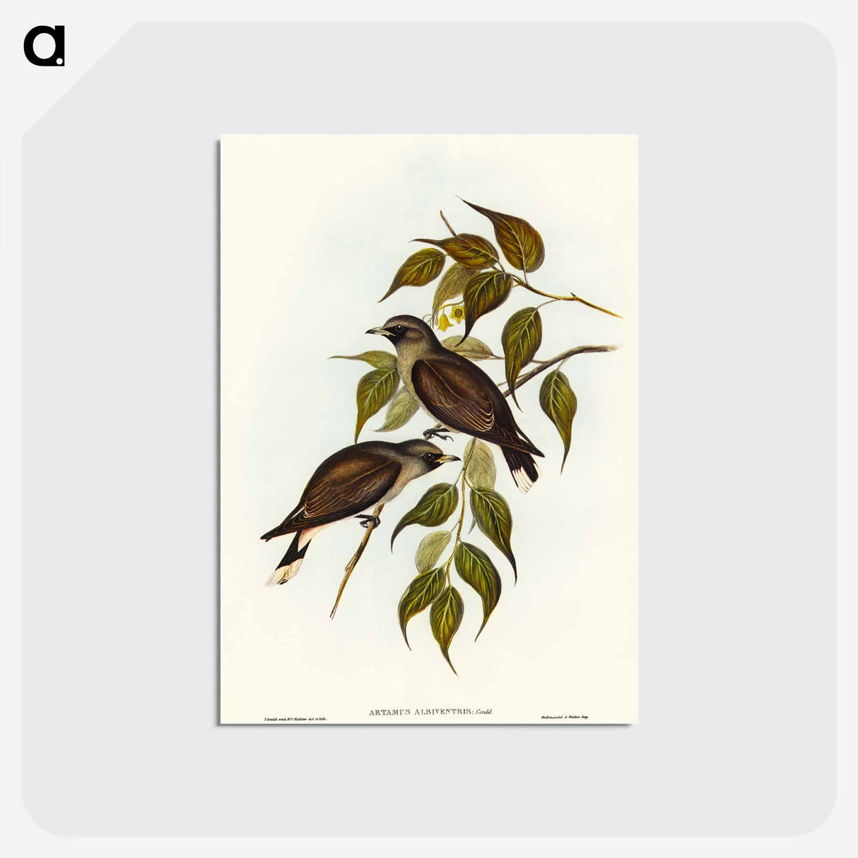 アートポストカード-White-vented Wood Swallow
- オーストラリアの鳥 Postcard.