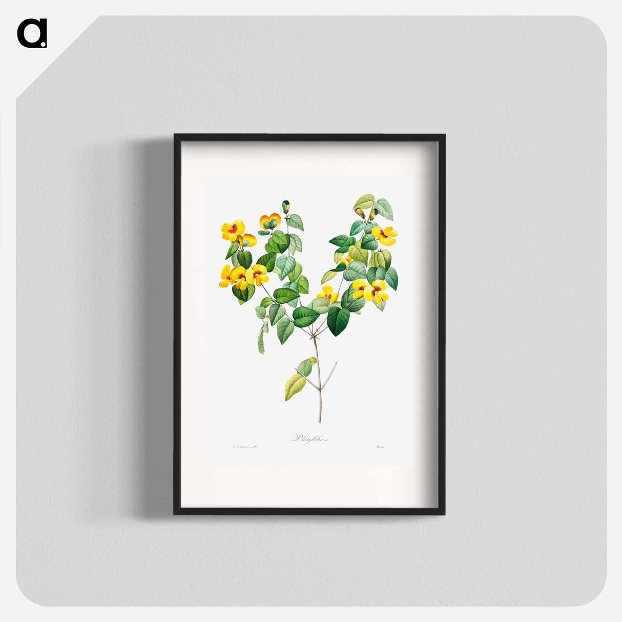 Handsome flat-pea - Pierre Joseph Redouté Poster.