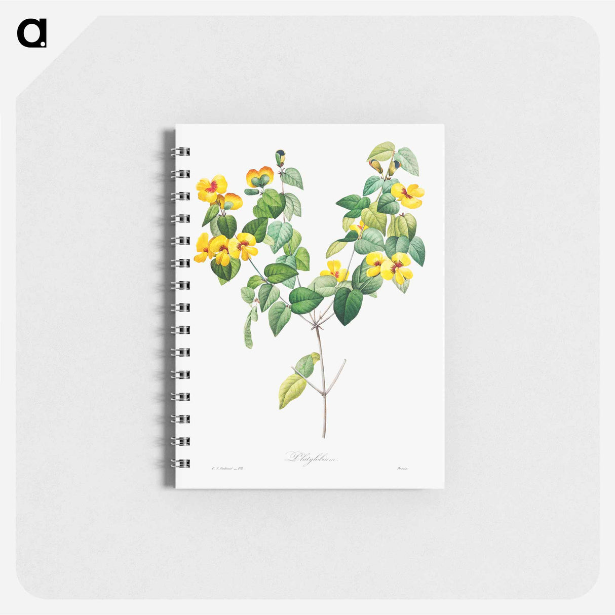 Handsome flat-pea - ピエール ジョゼフ ルドゥーテ Memo.