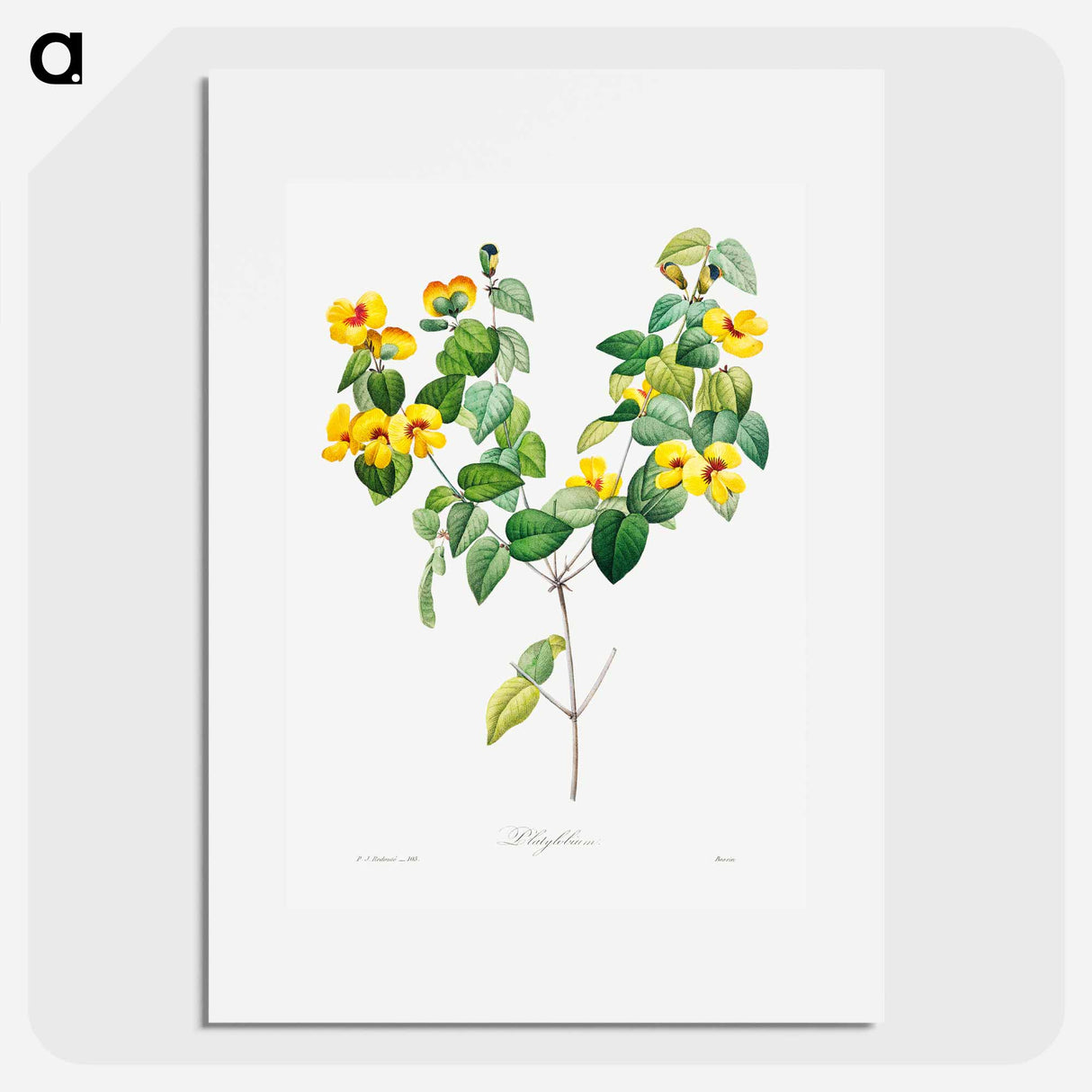 Handsome flat-pea - Pierre Joseph Redouté Poster.