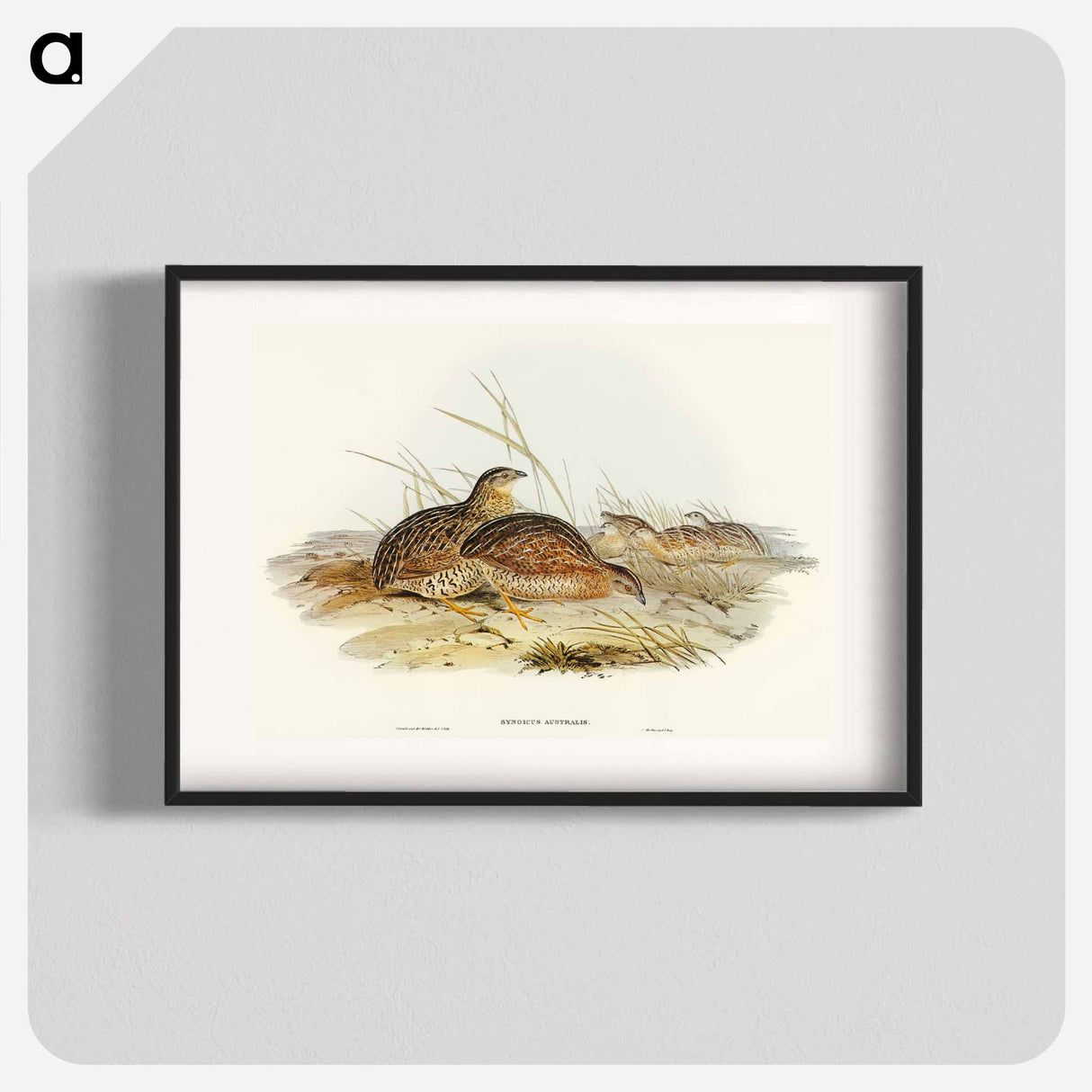 Australian Partridge
- オーストラリアの鳥 Poster.