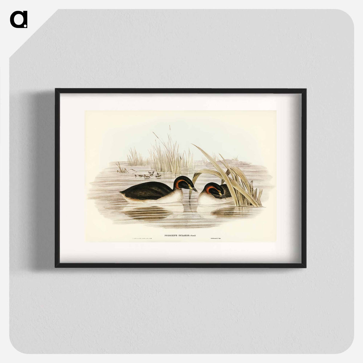 アートポスター-Black-throated Grebe
- ジョン グールド Poster.