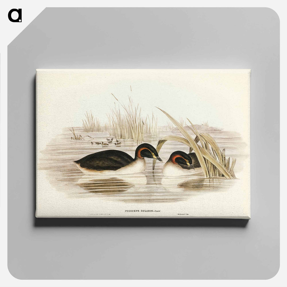 アートパネル-Black-throated Grebe
- ジョン グールド Canvas.
