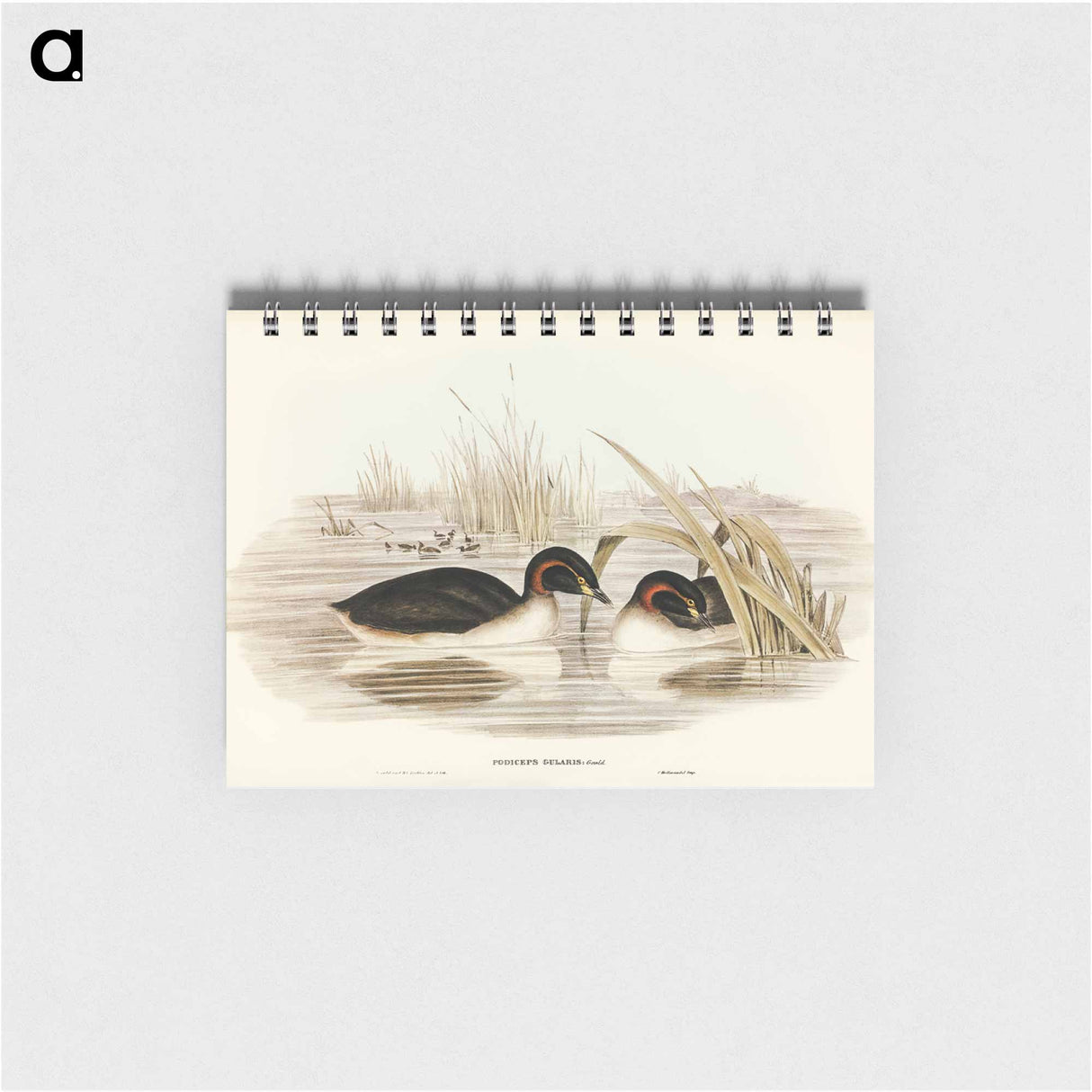 アートメモ帳-Black-throated Grebe
- ジョン グールド Memo.