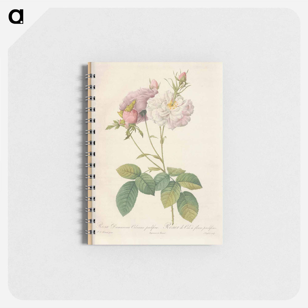 Rose illustration - ピエール ジョゼフ ルドゥーテ Memo.