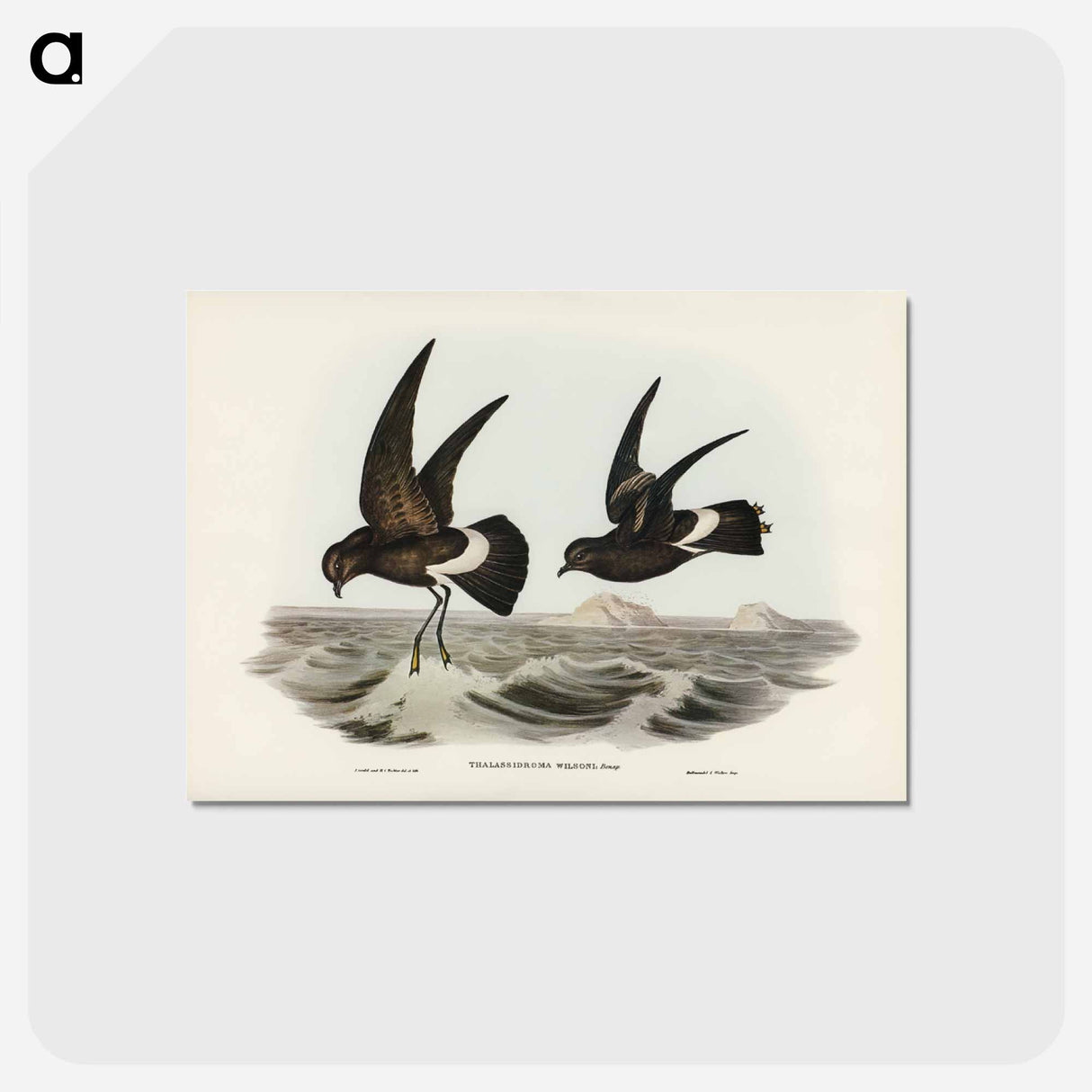 アートポストカード-Wilson's Storm Petrel
- ジョン グールド Postcard.