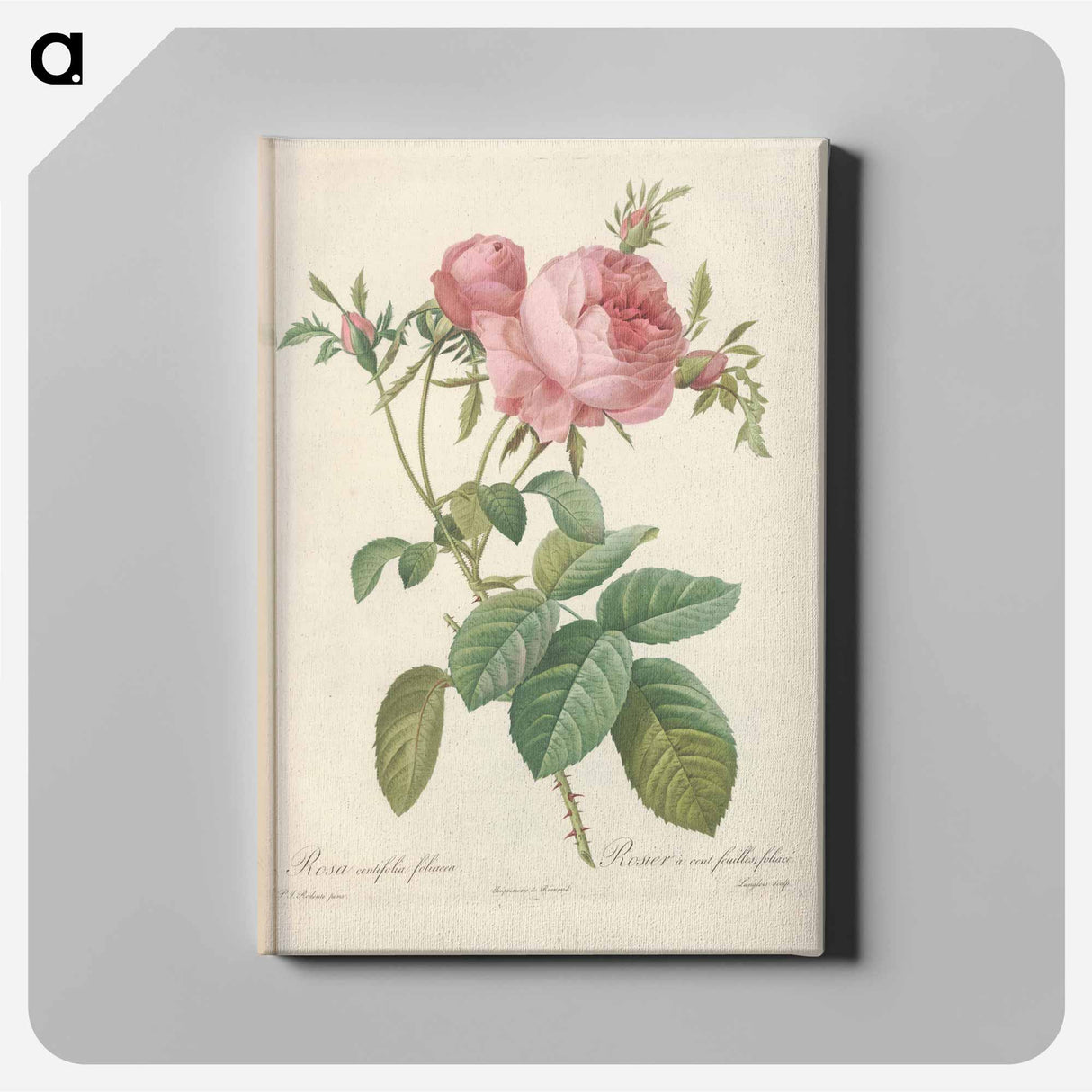 Rose illustration - Pierre Joseph Redouté Canvas.